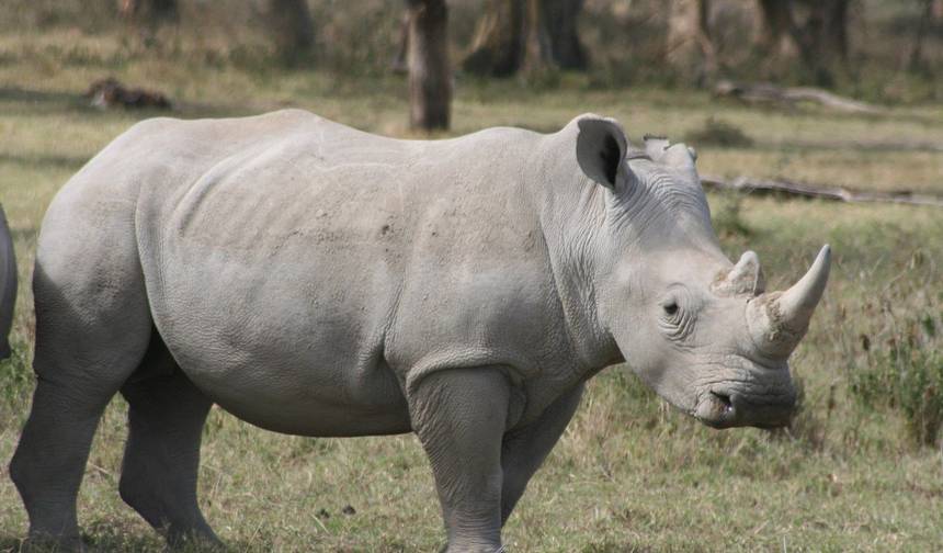 رحلة سفاري خاصة لمدة 5 أيام إلى Masai Mara وNakuru وNaivasha - في سيارة لاندكروزر - — 1