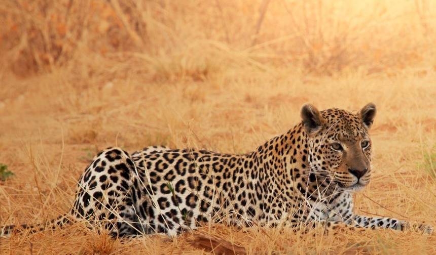 Aventura de Safári em Etosha, Autoguiada — 1