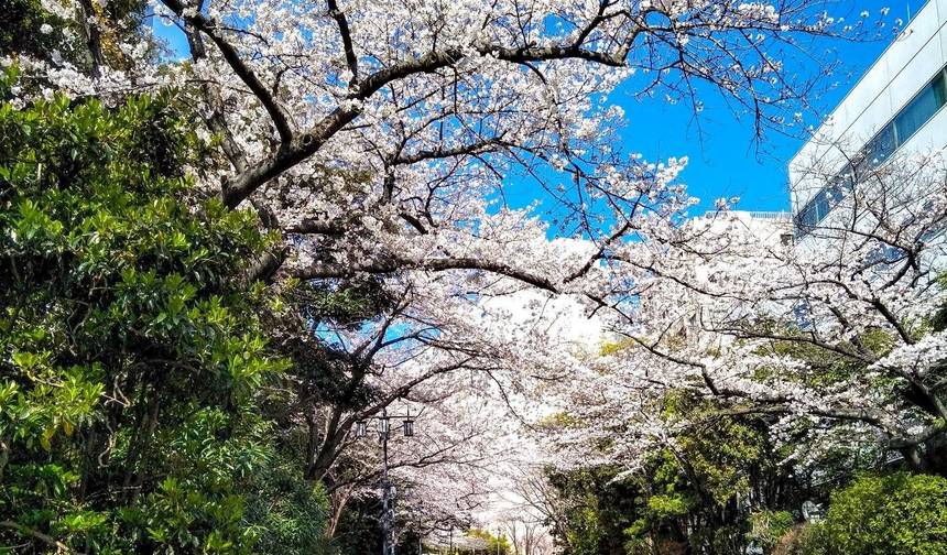 VIAGEM PELA ROTA DOURADA DO JAPÃO — 1