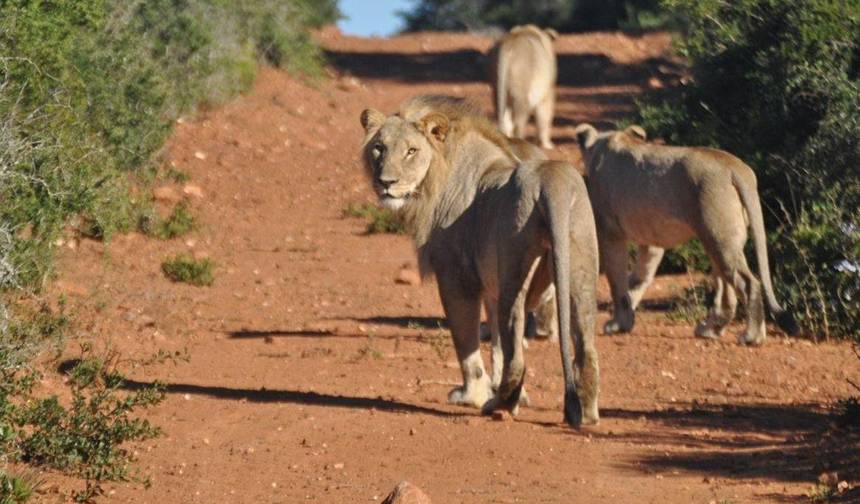India Wildlife Safari Tour — 1