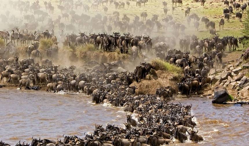 PRIVATE Wildebeest Calving Safari, Tanzania, January to March **Sustainable Approach to Travel — 1