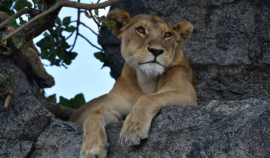Klasyczne safari Big Five w Tanzanii **Zrównoważone podejście do podróży** — 1