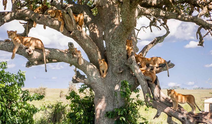 9-Days Best of Tanzania Northern Circuit Wildlife Private Safari  - Mid-range — 1