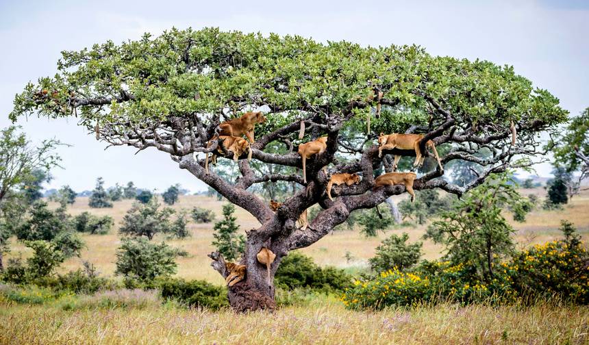 14-Day Jewel of African Safari Maasai Mara and Serengeti- — 1