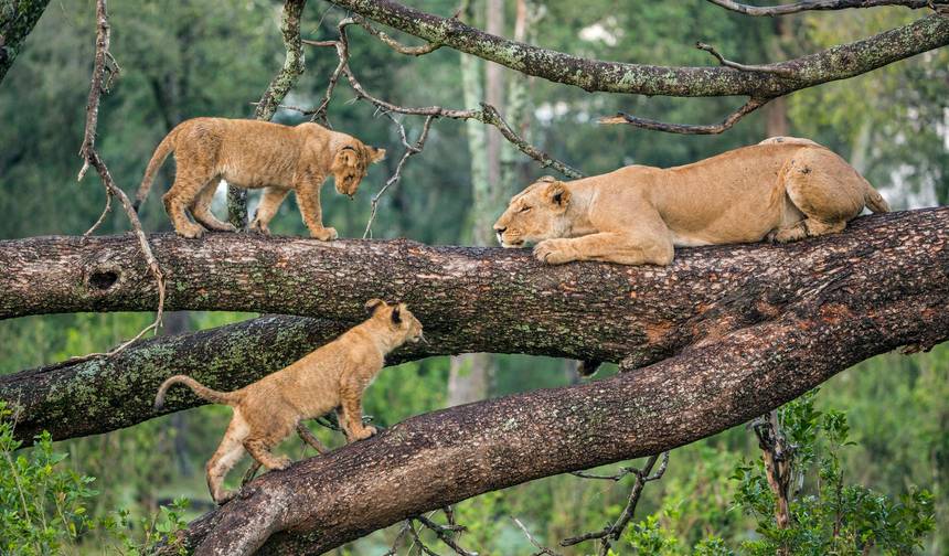 7 Dni Klasyczne Safari w Tanzanii — 1