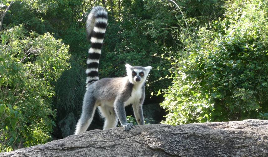 Lemury katta Madagaskar — 1