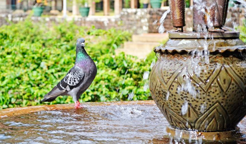 مسار رحلة سريلانكا 12 يومًا — 1