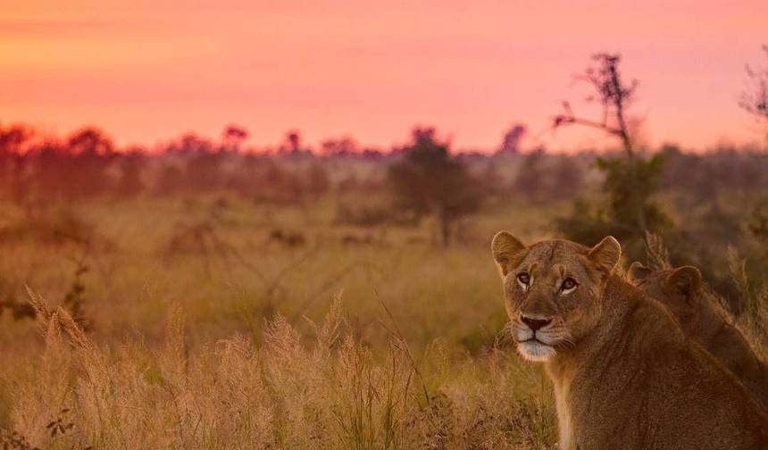Incrível Safári no Kruger National Park & Panorama Route, África do Sul — 1