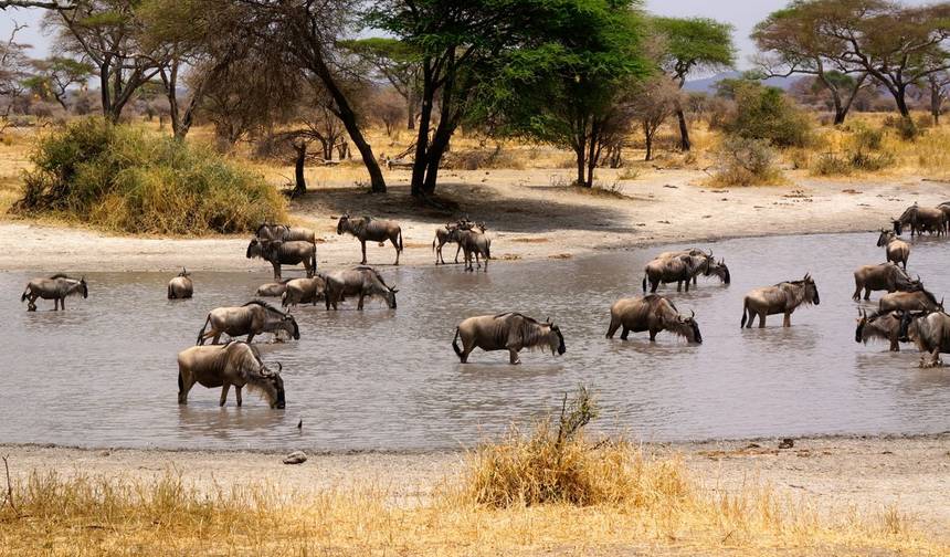 Najlepsze safari „Wielkiej Piątki” w północnej Tanzanii – Komfort — 1