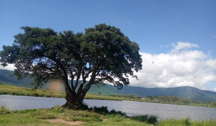 4 Day Northern Tanzania Tembo Safari — 1
