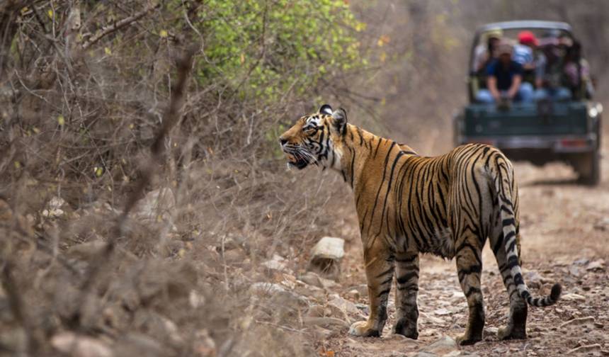 India Tiger Safari with Khajuraho — 1