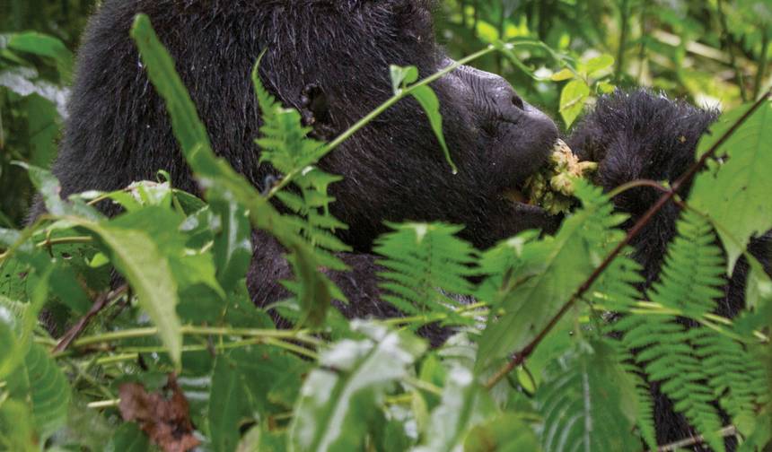 الرحلات: لقاءات برية مدهشة في رواندا National Geographic — 1