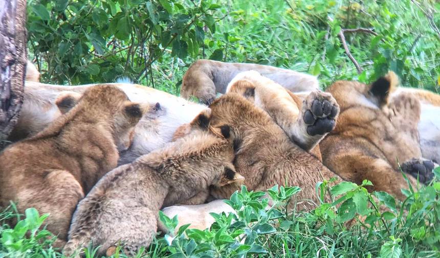 ケニアとタンザニアの野生動物サファリトレイル6日間ハイライト — 1