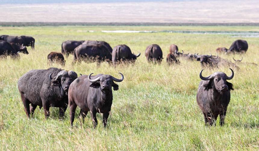 21-dniowa podróż z Wodospadów Wiktorii do Serengeti (Kemping) — 1