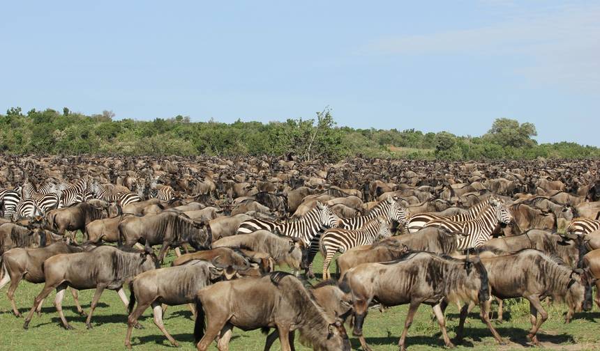 7-dniowa Przygoda Safari z Migracją Gnu w Masai Mara Jeepem Land Cruiser 4x4 — 1