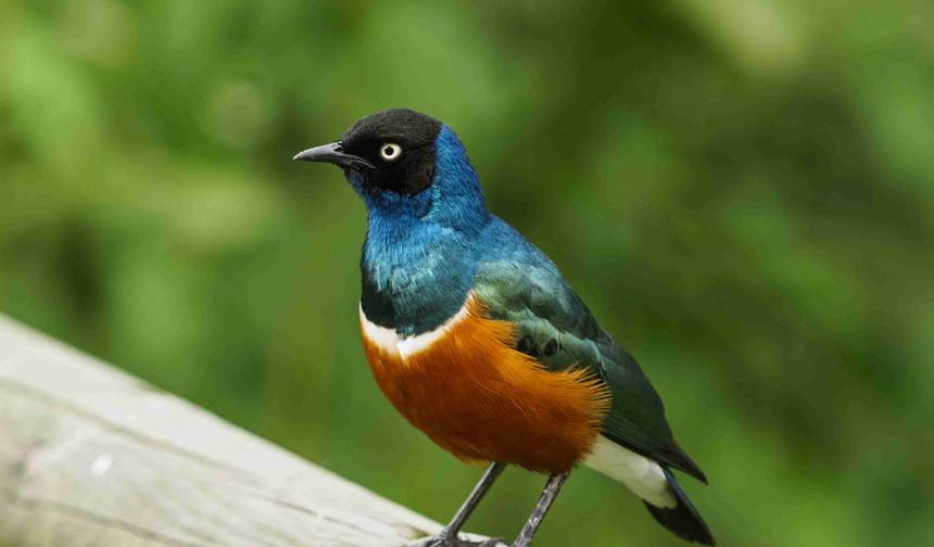 10 Days Kenya Birding Tour Safari Holiday- Luxury — 1