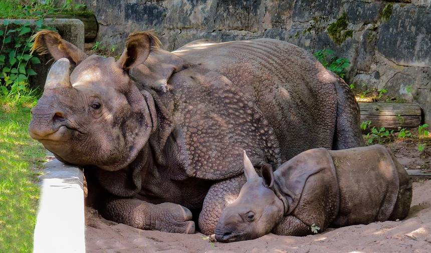 Triângulo Dourado do Nordeste com Tour ao Parque Nacional de Kaziranga — 1
