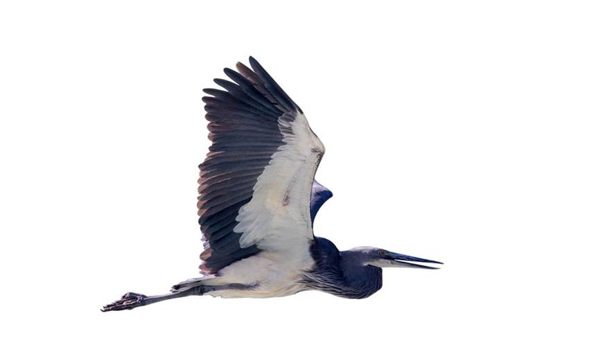 Bhutan Birding & Wildlife Tour — 1