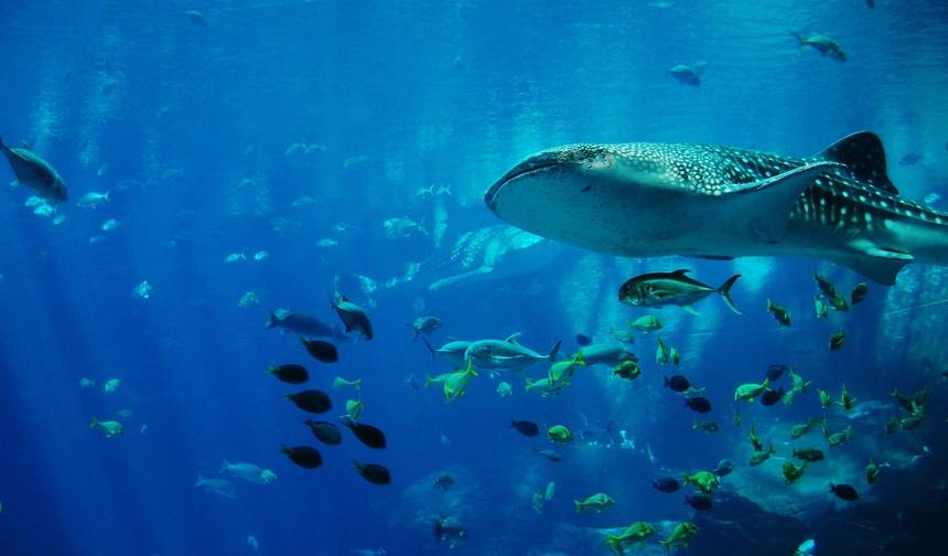 MEXICO – Ruins Cenotes & Swim with Whale Shark — 1