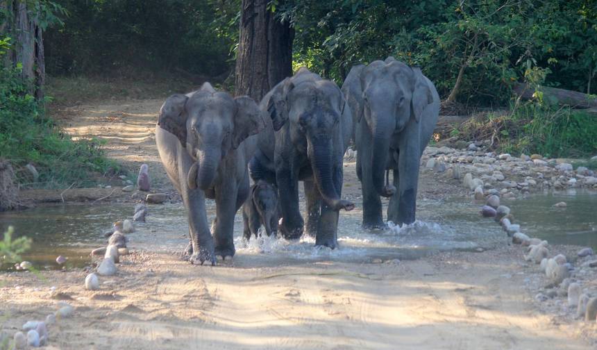 Delhi do Rezerwatu Tygrysów Corbett — 1