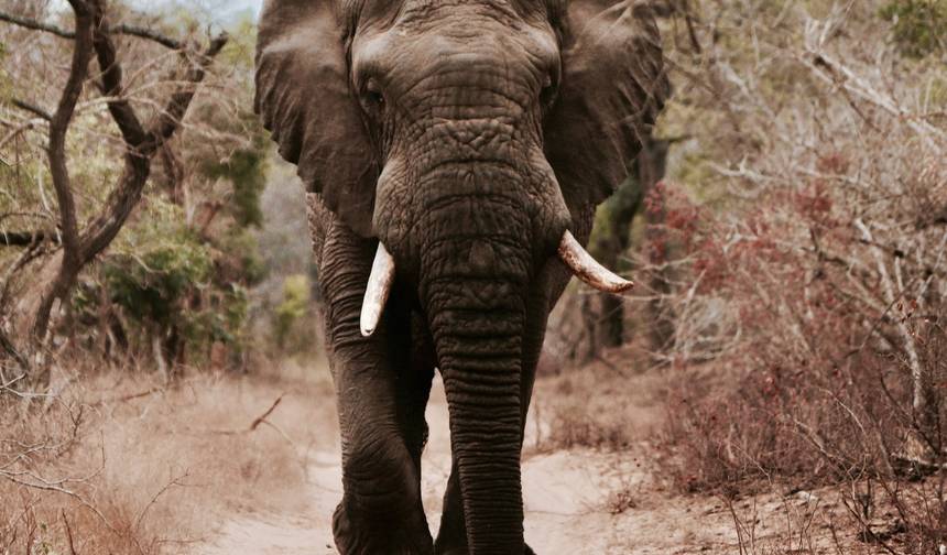 2-dniowe Epickie Safari w Tanzanii — 1