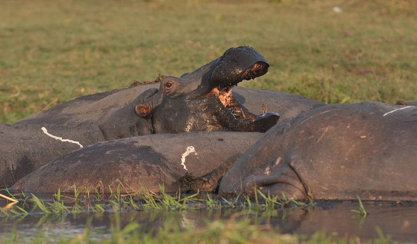 Przygoda Victoria Falls & Chobe 4D/3N (od Victoria Falls) — 1