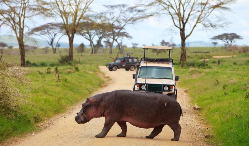 Experiência de 4 Dias em Chalé no Parque Nacional South Luangwa — 1
