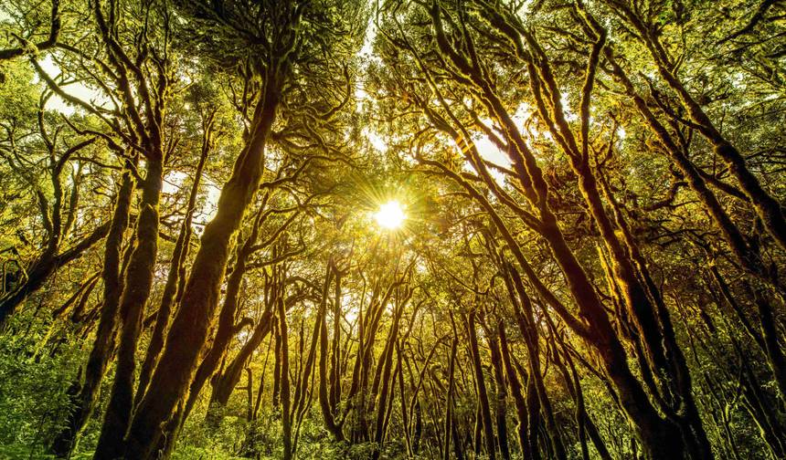 La Gomera: Hiking & Relaxation — 1