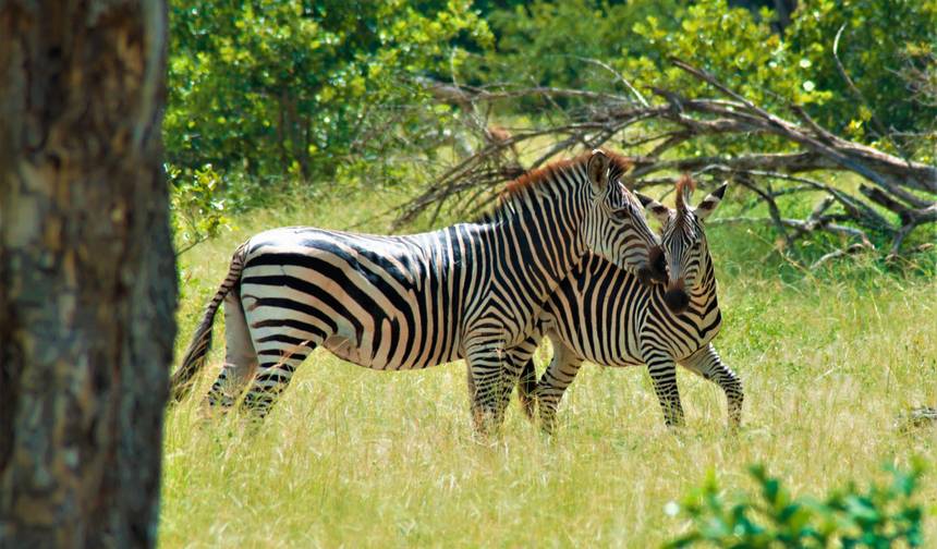 Malawi & Zambia : Highlights — 1