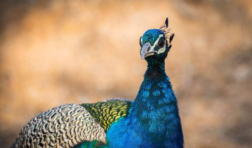 Rozszerzenie safari w Ranthambore — 1
