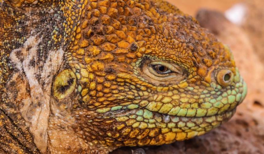 ガラパゴス・エクスプレス：6日間で巡るアイランドホッピングと野生動物の旅 — 1