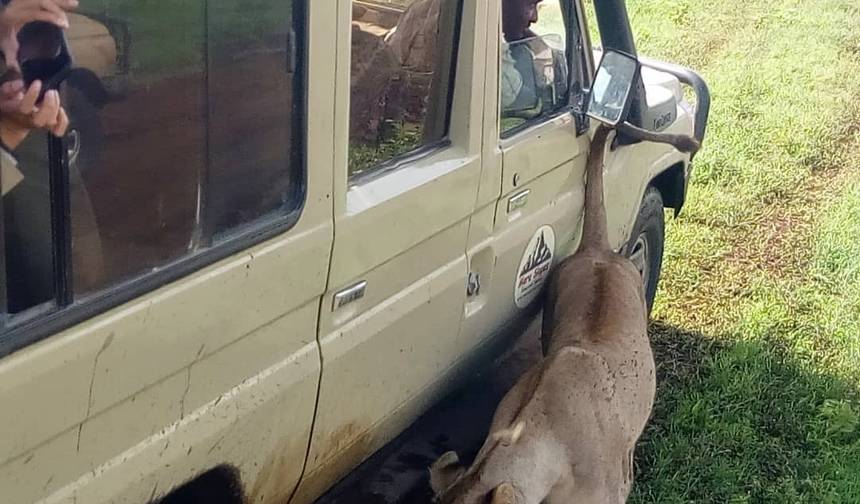 4 Days Join Group Safari Tarangire Serengeti and Ngorongoro — 1