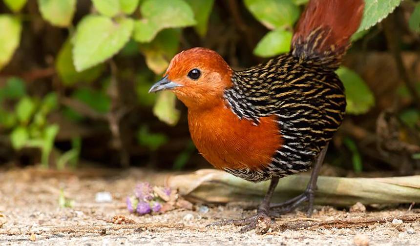 3 Days of birdwatching in Andasibe — 1