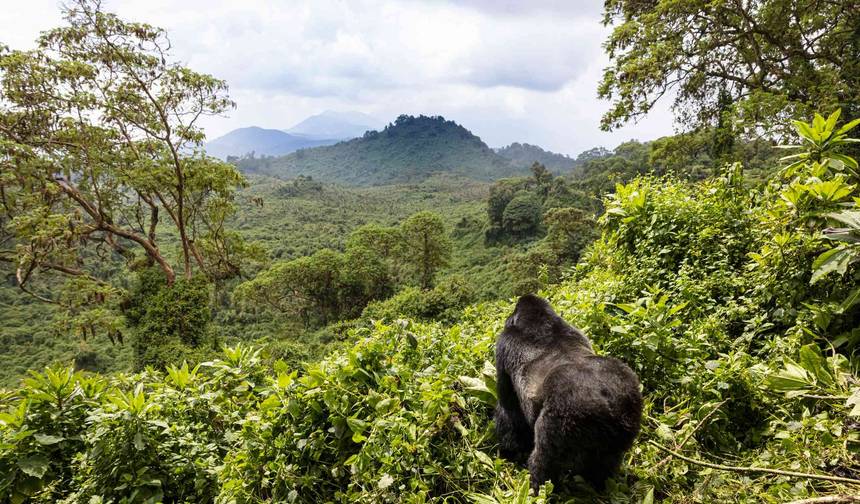 9 Days Rwanda Luxury Tour with Gorilla Trekking Experience — 1