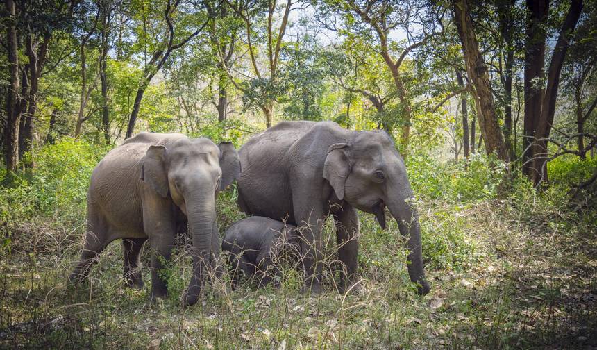 Z Goa do Parku Narodowego Anshi (Rezerwat Tygrysów Kali), Rozszerzenie wycieczki safari po dzikiej przyrodzie — 1