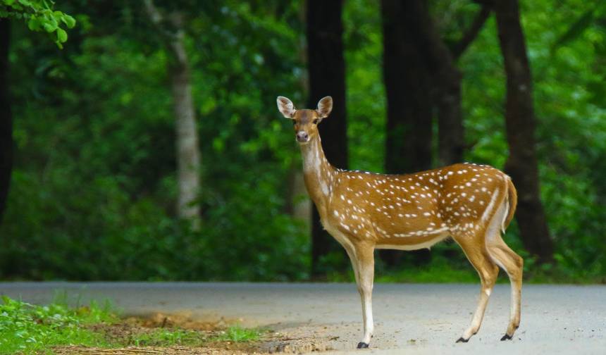 HubliからHampi、Anshi National Parkツアー — 1