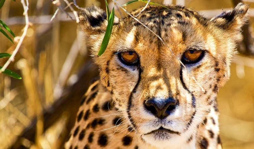 Etosha - 19-Day Adventure Tour — 1