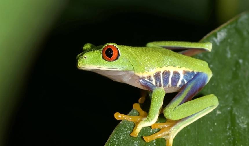 Experimente os Destaques da Costa Rica em 14 Dias — 1