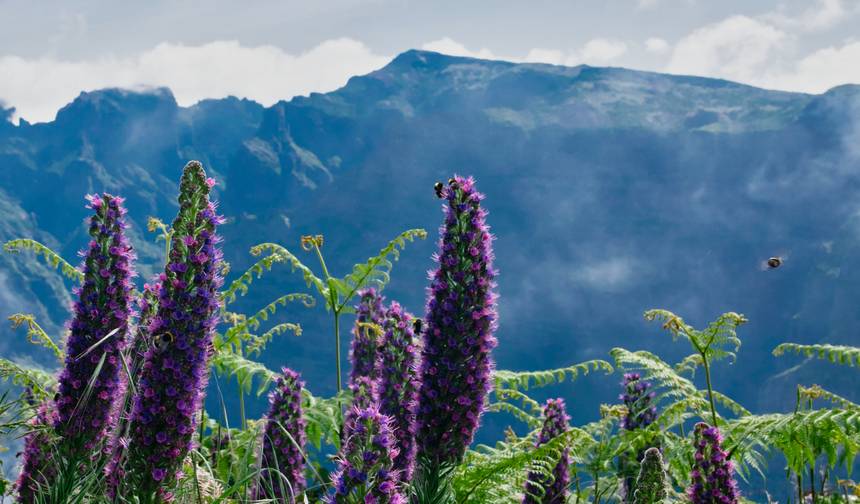 New Year's Eve in Madeira - wander into the new year in comfort (8 Days) — 1