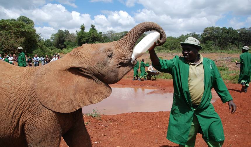 Expedição Safari Definitiva no Quénia e na Tanzânia 14 Dias/13 Noites — 1