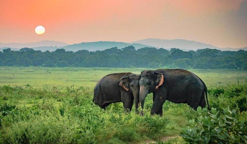 Sri Lanka; Odkryj Tropikalny Raj — 1