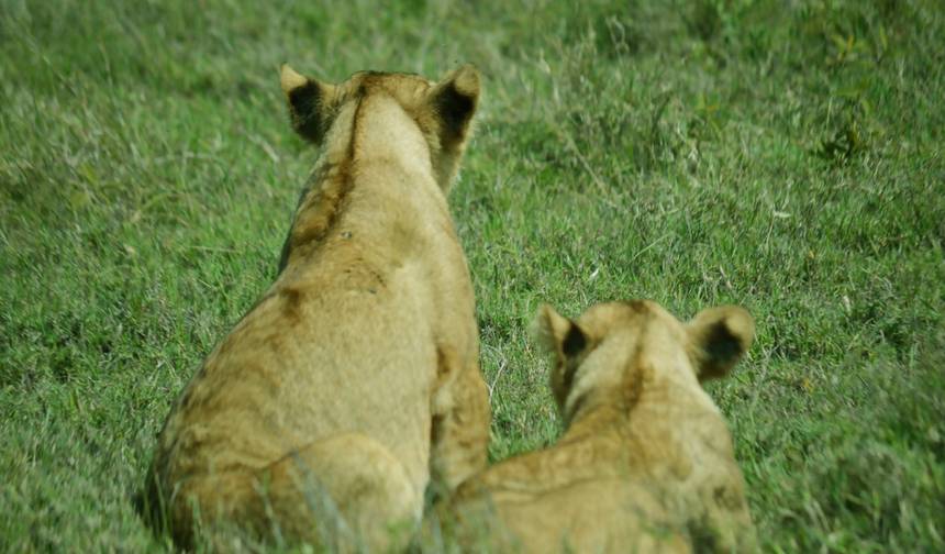 Safári de 3 Dias: Serengeti e Cratera de Ngorongoro - Big Five (5) — 1