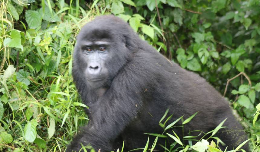 Safari Econômico de Trekking de Gorilas de 3 Dias em Uganda via Entebbe — 1