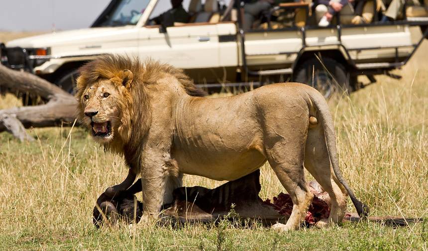 6-dniowe Safari Amboseli, Jezioro Naivasha i Masai Mara - Średniej klasy — 1