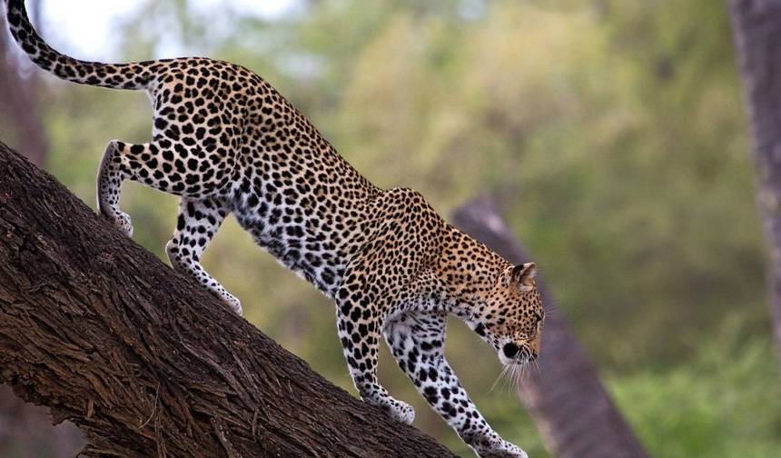 11 days Uganda Wildlife Safari drives Safari — 1