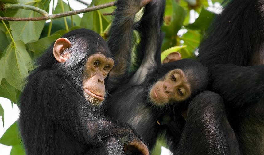 4 Dias de Rastreamento de Chimpanzés em Mahale — 1