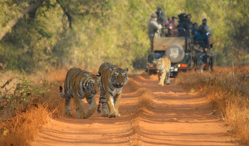 Northern India Tour with Wildlife — 1