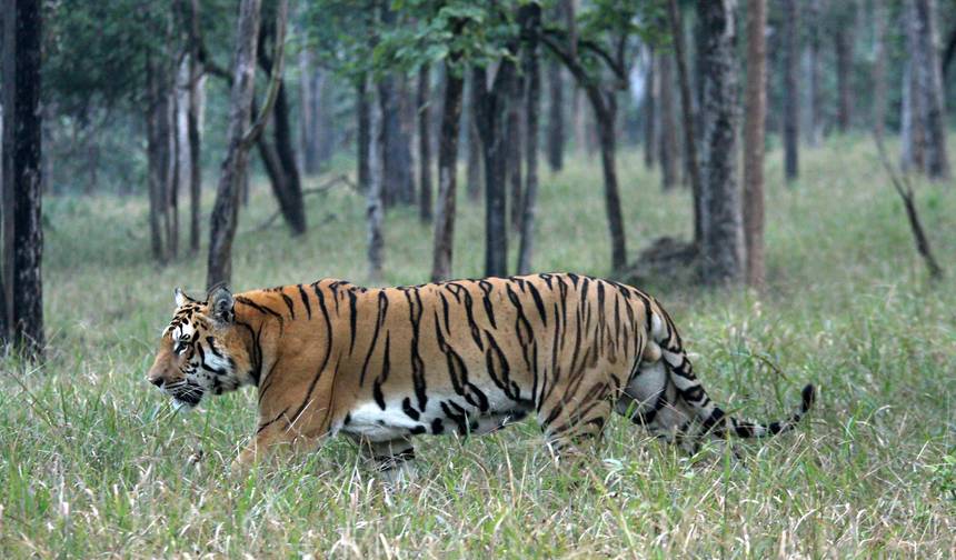 Excursão Triângulo Dourado com Safári de Tigres — 1