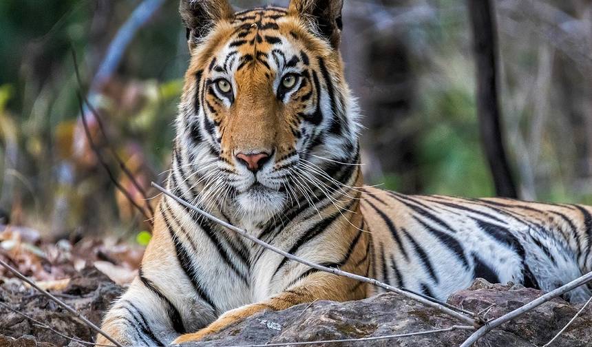 Índia Central, Terra dos Tigres: Delhi, Agra, Bandhavgarh e Kanha - 12 Dias — 1