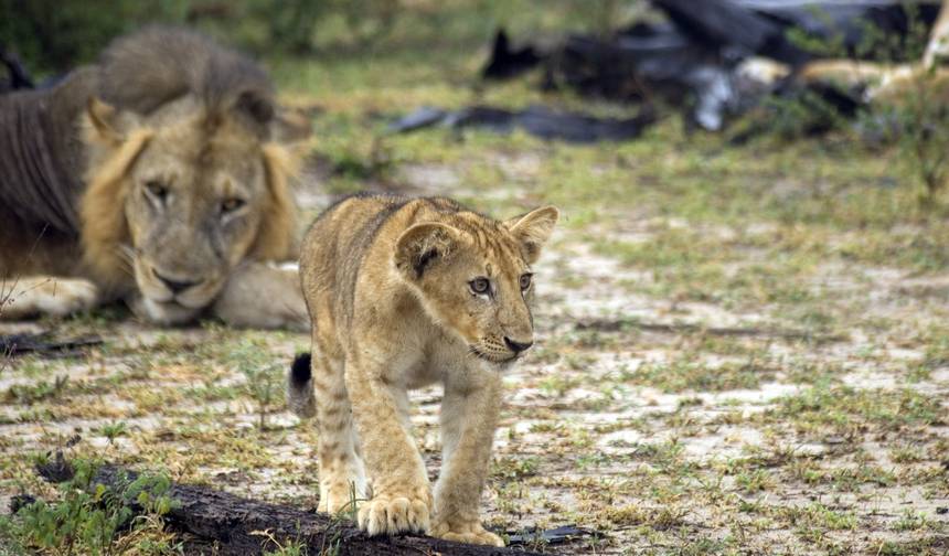 4 Dni - Tarangire, Serengeti i Krater Ngorongoro — 1